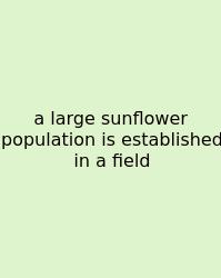 A Large Sunflower Population Is Established In A Field