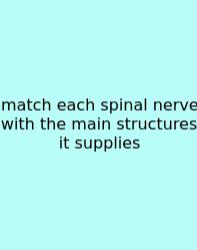 Match Each Spinal Nerve With The Main Structures It Supplies