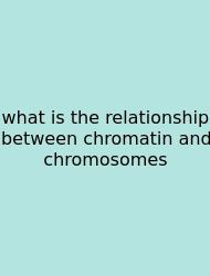 What Is The Relationship Between Chromatin And Chromosomes