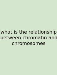 What Is The Relationship Between Chromatin And Chromosomes