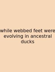 While Webbed Feet Were Evolving In Ancestral Ducks
